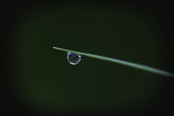 Freshness Poster featuring the photograph Thailand Dew Drop by David Longstreath