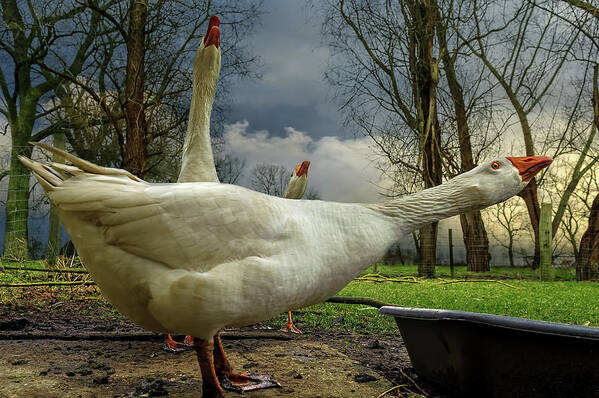 Geese Poster featuring the photograph The 3 Geese by Piet Flour