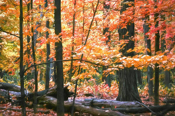 Leaves Poster featuring the photograph The Autumn Leaves of Red and Gold by Nate Heldman