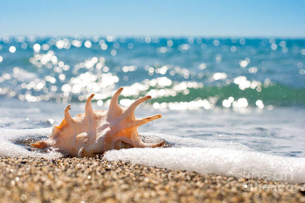 The Beautiful Poster featuring the photograph The Beautiful Shell on Sand by Boon Mee