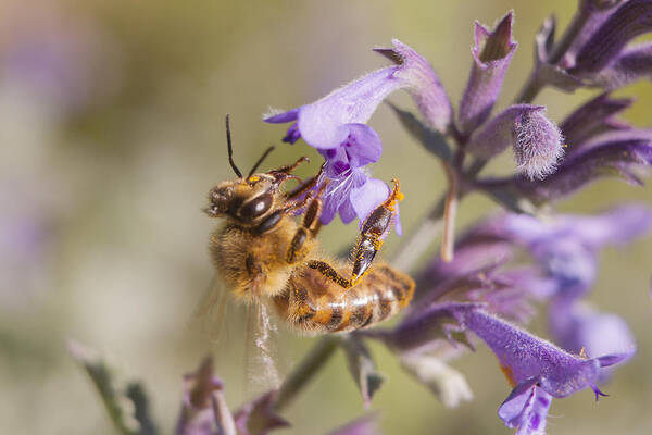 Bee Poster featuring the photograph The Bee's Knees by Caitlyn Grasso