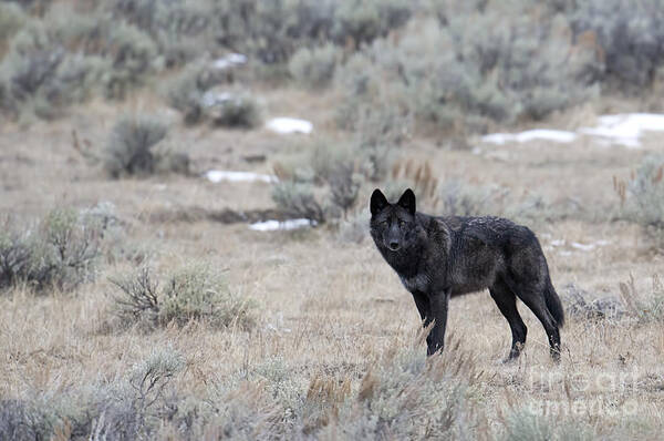 Black Wolf Poster featuring the photograph The Black Wolf by Deby Dixon