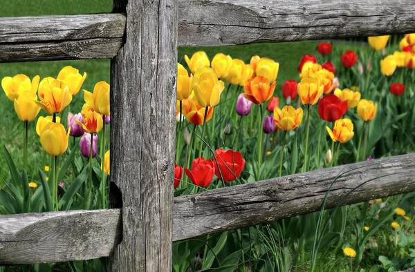 Tulips Poster featuring the photograph The Brighter Side by Diana Angstadt