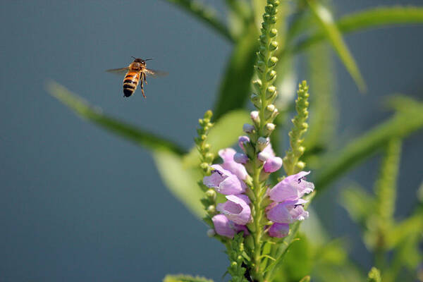 Bee Poster featuring the photograph The Buzz by Jackson Pearson