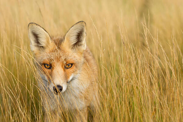 Afternoon Poster featuring the photograph The Catcher in the Grass by Roeselien Raimond