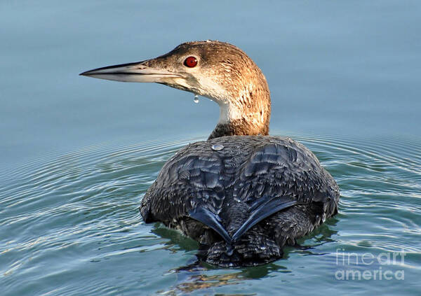 Birds Poster featuring the photograph The Common Loon by Kathy Baccari