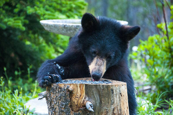 Black Bear Poster featuring the photograph The Cub that Came for Lunch 5 by Matt Swinden