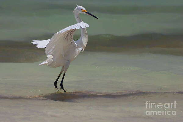 Egret Poster featuring the photograph The Dance by John Edwards