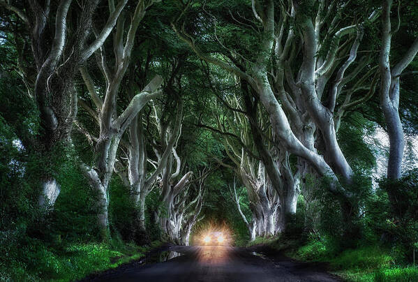 Dark Hedges Poster featuring the photograph The Dark Hedges by Aida Ianeva