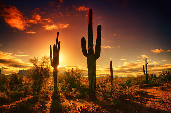 Saguaro Sunrise Poster featuring the photograph The Desert Awakens by Saija Lehtonen