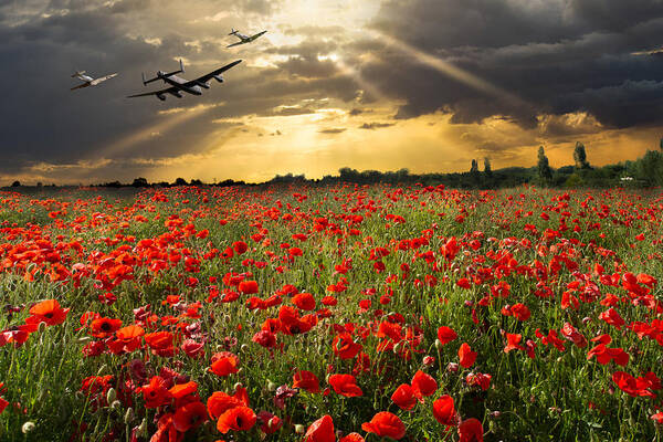 Poppies Poster featuring the photograph The final sortie by Gary Eason
