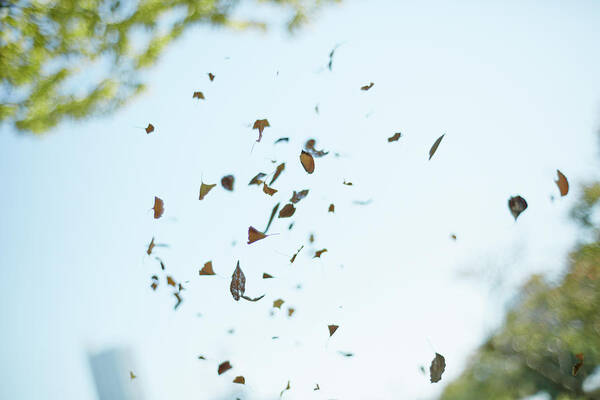 Mid-air Poster featuring the photograph The Floated Leaves by Kaneko Ryo