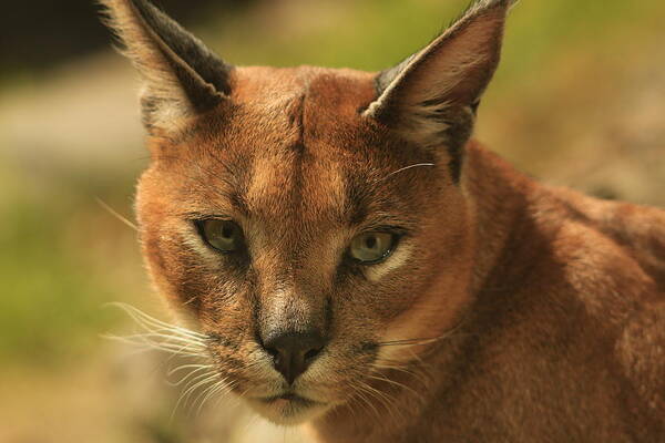 Caracal Poster featuring the photograph The Focus of a Caracal by Laddie Halupa