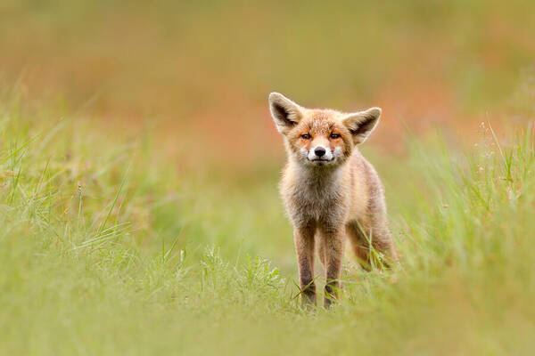 Camouflage Poster featuring the photograph The Funny Fox Kit by Roeselien Raimond