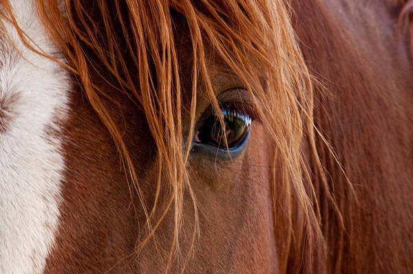 Horse Poster featuring the photograph The gentle eye by Eric Rundle
