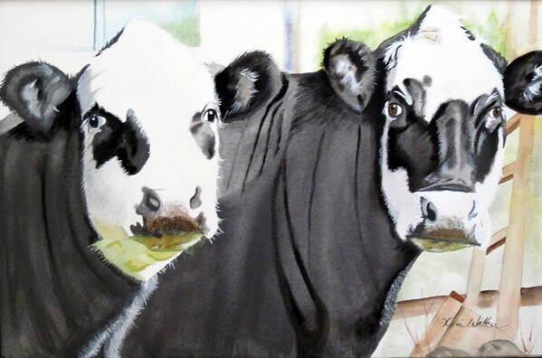 Cow Poster featuring the painting The Girls Next Door to WVFC by Kimberly Walker