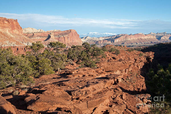 Afternoon Poster featuring the photograph The Goosenecks Capitol Reef National Park by Fred Stearns