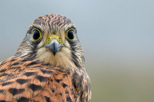 Kestrel Poster featuring the photograph The Kestrel face to face by Torbjorn Swenelius