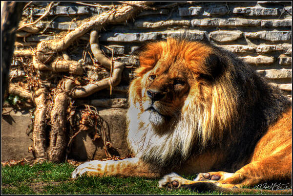 Lion Poster featuring the photograph The King LAZY BOY at the Buffalo Zoo by Michael Frank Jr