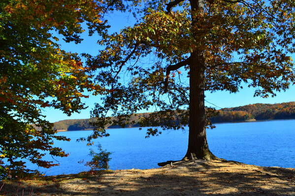 Autumn Trees Poster featuring the photograph Autumn Trees on Blue Lake by Stacie Siemsen
