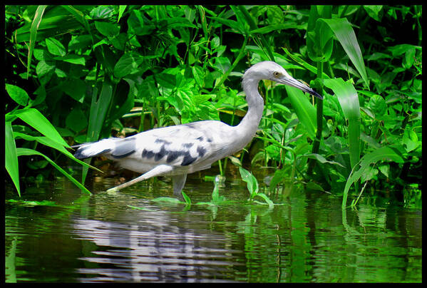 Marsh Poster featuring the photograph The Little Blue Heron by Gary Keesler