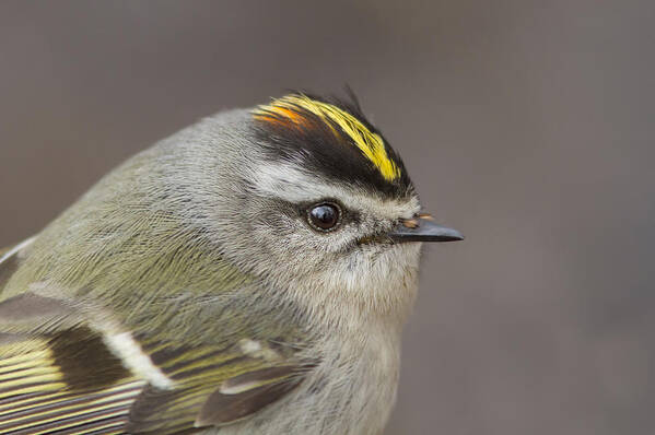 Golden-crowned-kinglet Poster featuring the photograph The Little King Portrait by Mircea Costina Photography
