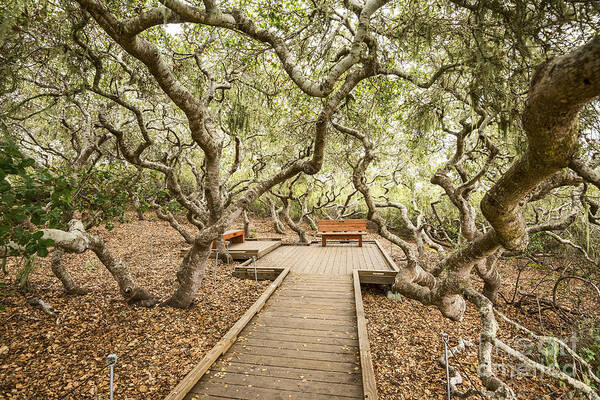 El Moro Elfin Forest Poster featuring the photograph The magical El Moro Elfin Forest. by Jamie Pham