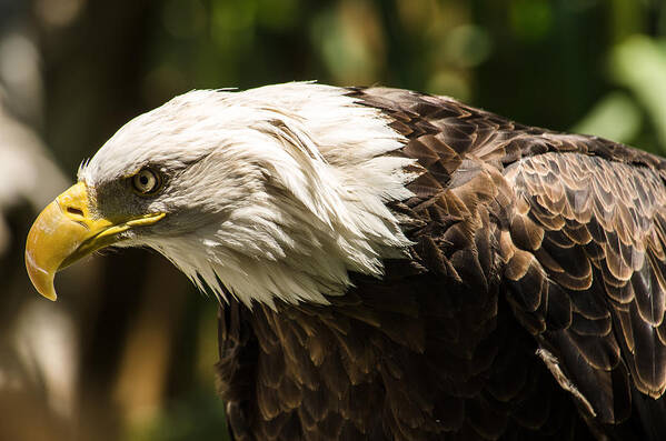 Bald Eagle Poster featuring the photograph The Majestic American Bald Eagle by Yeates Photography
