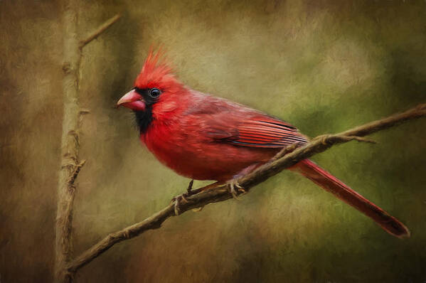 Cardinal Poster featuring the photograph The Messenger... by Richard Macquade