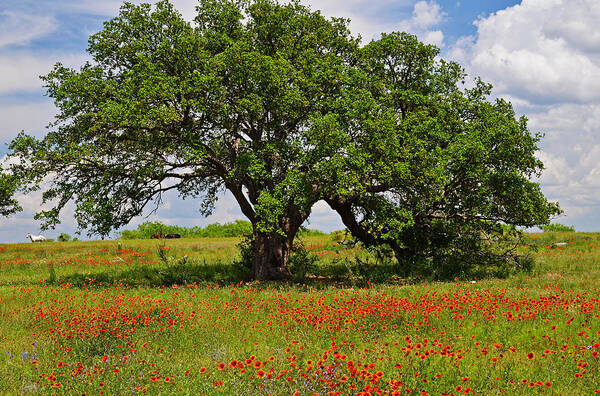 Oak Poster featuring the photograph The Mighty Oak by Lynn Bauer