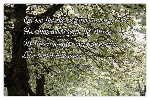 Blossoms Poster featuring the photograph The Perfumed Cherry Tree 1 by Joan-Violet Stretch
