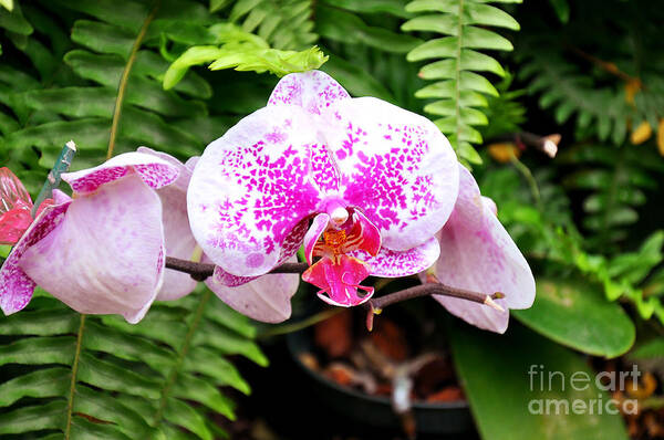 Orchid Poster featuring the photograph The Pink Puffy Orchid by Andee Design