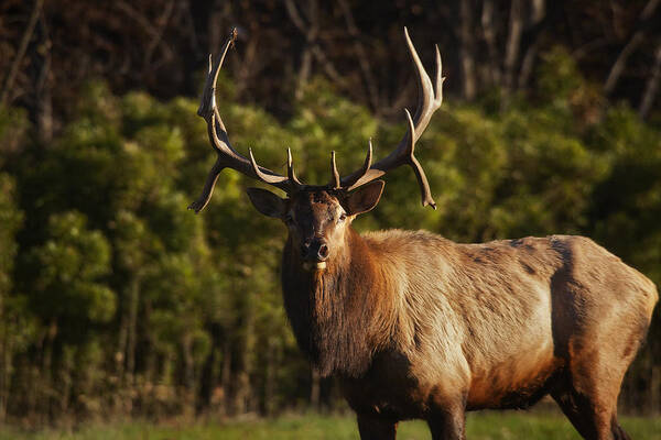 Royal Bull Elk Poster featuring the photograph The Prince of Boxley Valley by Michael Dougherty