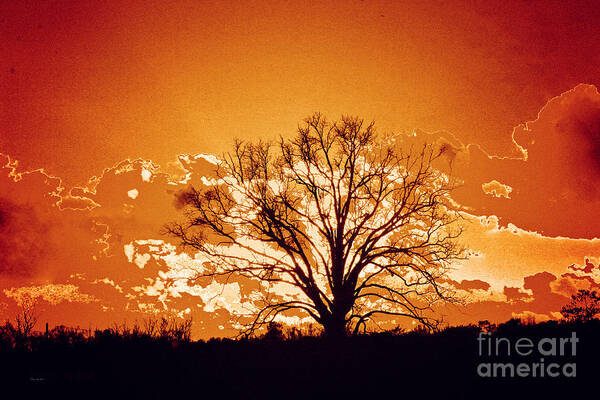 Tree Prints Poster featuring the photograph The Promise of a New Day by Jinx Farmer