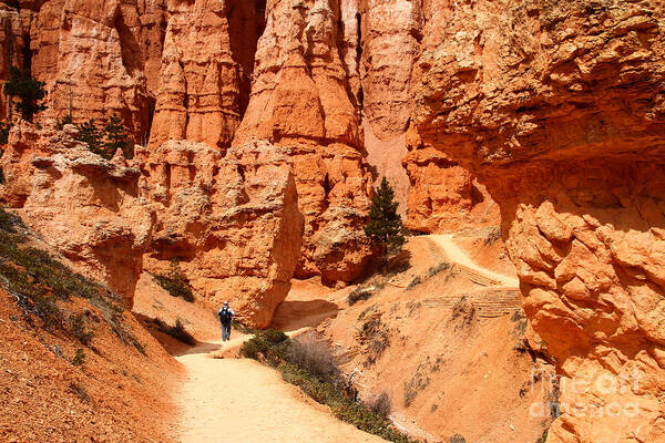 Queen's Garden Trail Poster featuring the photograph The Queens Garden Trail Bryce Canyon by Butch Lombardi