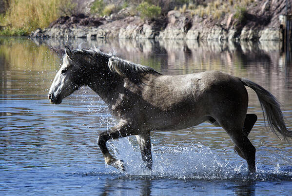 Wild Horse Poster featuring the photograph The River Crossing by Saija Lehtonen