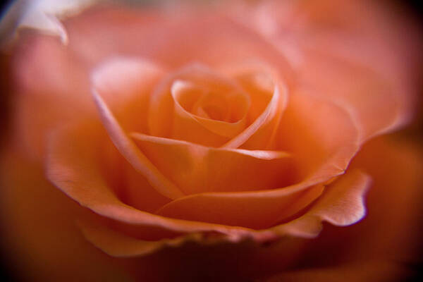 Flower Poster featuring the photograph The Rose by Kim Lagerhem