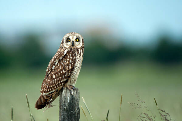 Short Eared Owl Poster featuring the photograph The short-eared owl by Torbjorn Swenelius