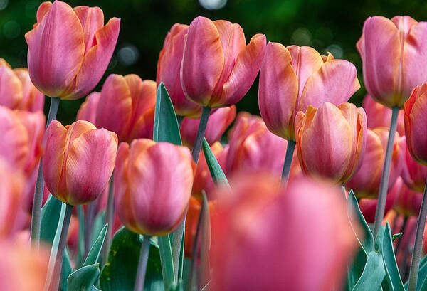 Natural Poster featuring the photograph The Spring flowers by Sergey Simanovsky