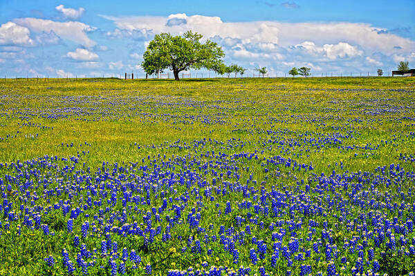 Texas Poster featuring the photograph The Sweet Smell of Spring by Lynn Bauer