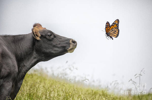Cow Poster featuring the photograph The visitor by Sheila Smart Fine Art Photography