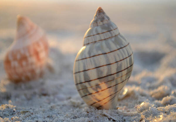 Seashore Poster featuring the photograph The Voice of the Sea by Melanie Moraga