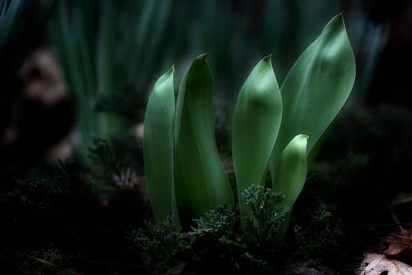 Garden Leaves Poster featuring the photograph The Wonders Of Spring by Michael Eingle
