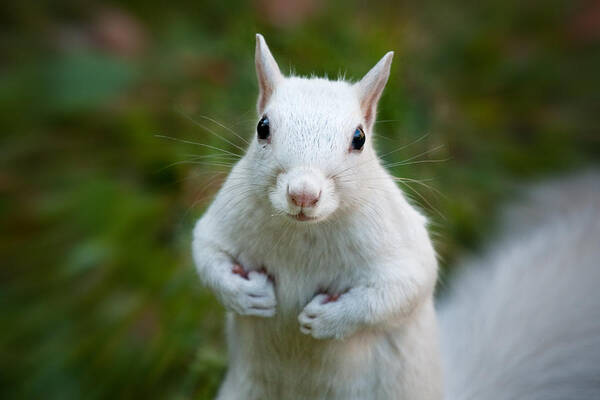 Owed To Nature Poster featuring the photograph Thems Fighting Words White Squirrel by Sylvia J Zarco