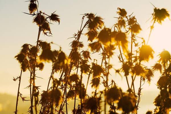 Thistle Poster featuring the photograph Thistles In The Sunset by Chevy Fleet