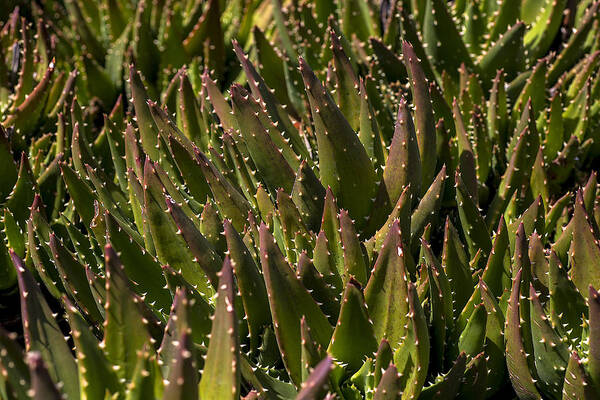 Succulent Poster featuring the photograph Thorns on succulent by Garry Gay