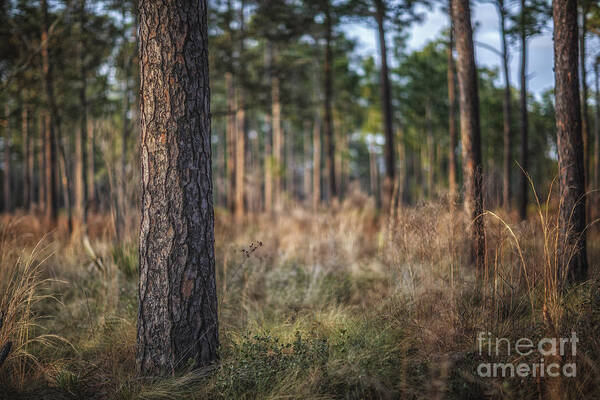 Tree Poster featuring the photograph Three D Tree by Tim Wemple