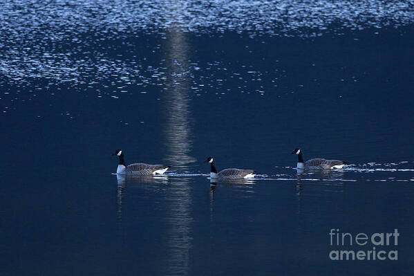 Cackling Geese Poster featuring the photograph Three Geese Swimming by Sharon Talson