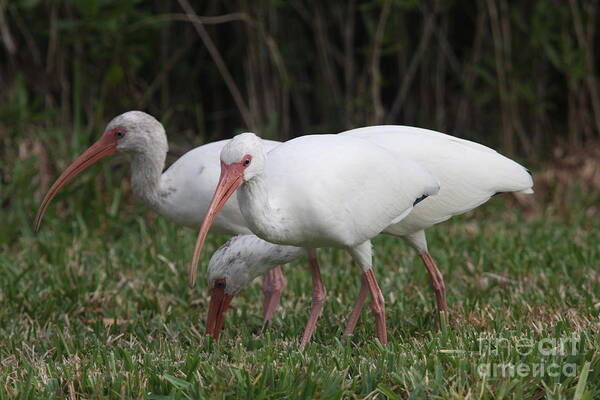 Ibis Poster featuring the photograph Three Ibis Together by Christiane Schulze Art And Photography