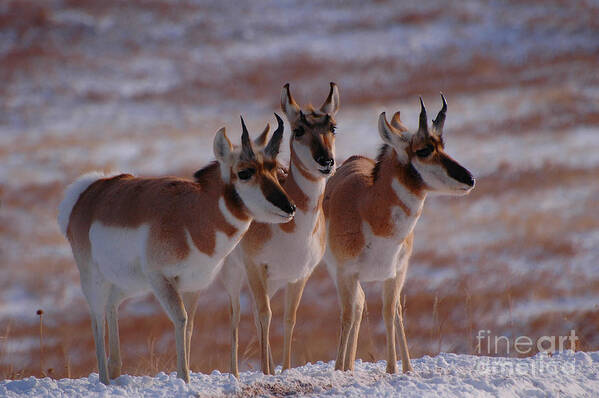 Crisp Poster featuring the photograph Three Pronghorn by Joan Wallner